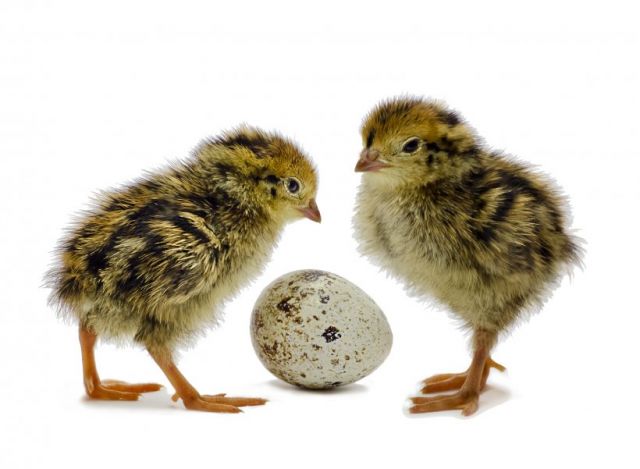 common-quail-bird-chicken-egg-png-favpng-5sZqchCAkk0RpArvWwTFJZKT2