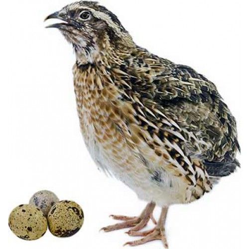 japanese-quail-meat-1487930614-2735653